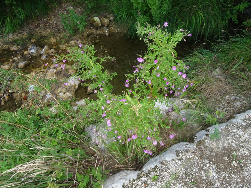 Epilobium hirsutum / Garofanino dacqua